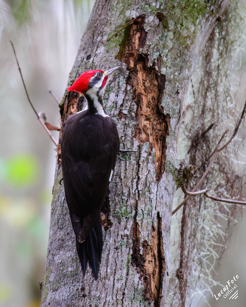 Pileated Woodpecker