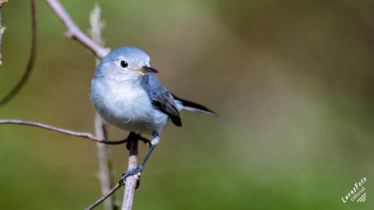 Blue-gray Gnatcatcher