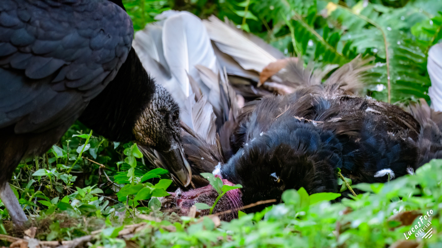 Black Vulture eating a Turkey Vulture