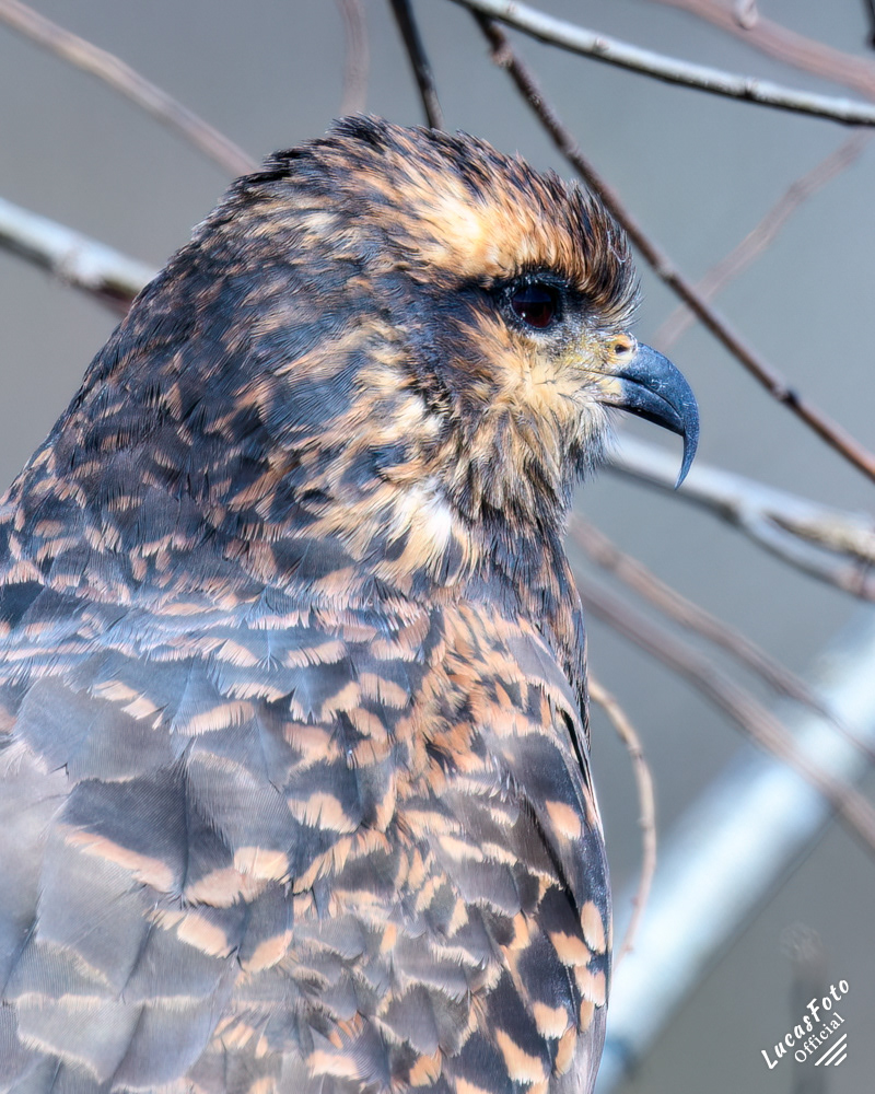 Snail Kite