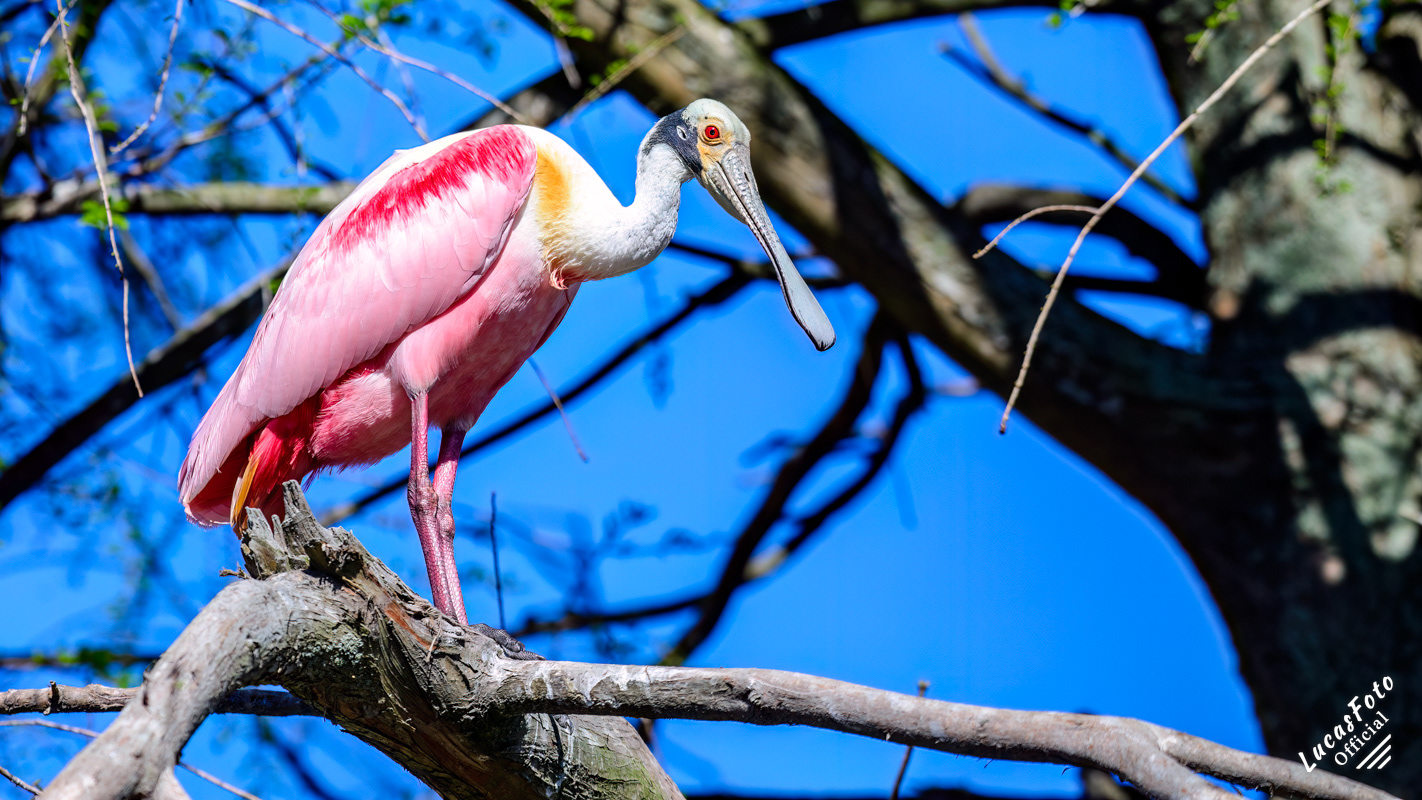 Roseate Spoonbill