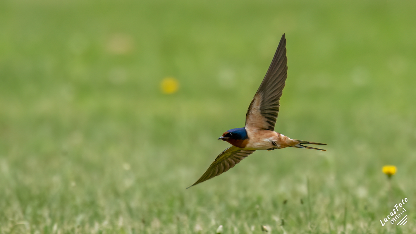Barn Swallow