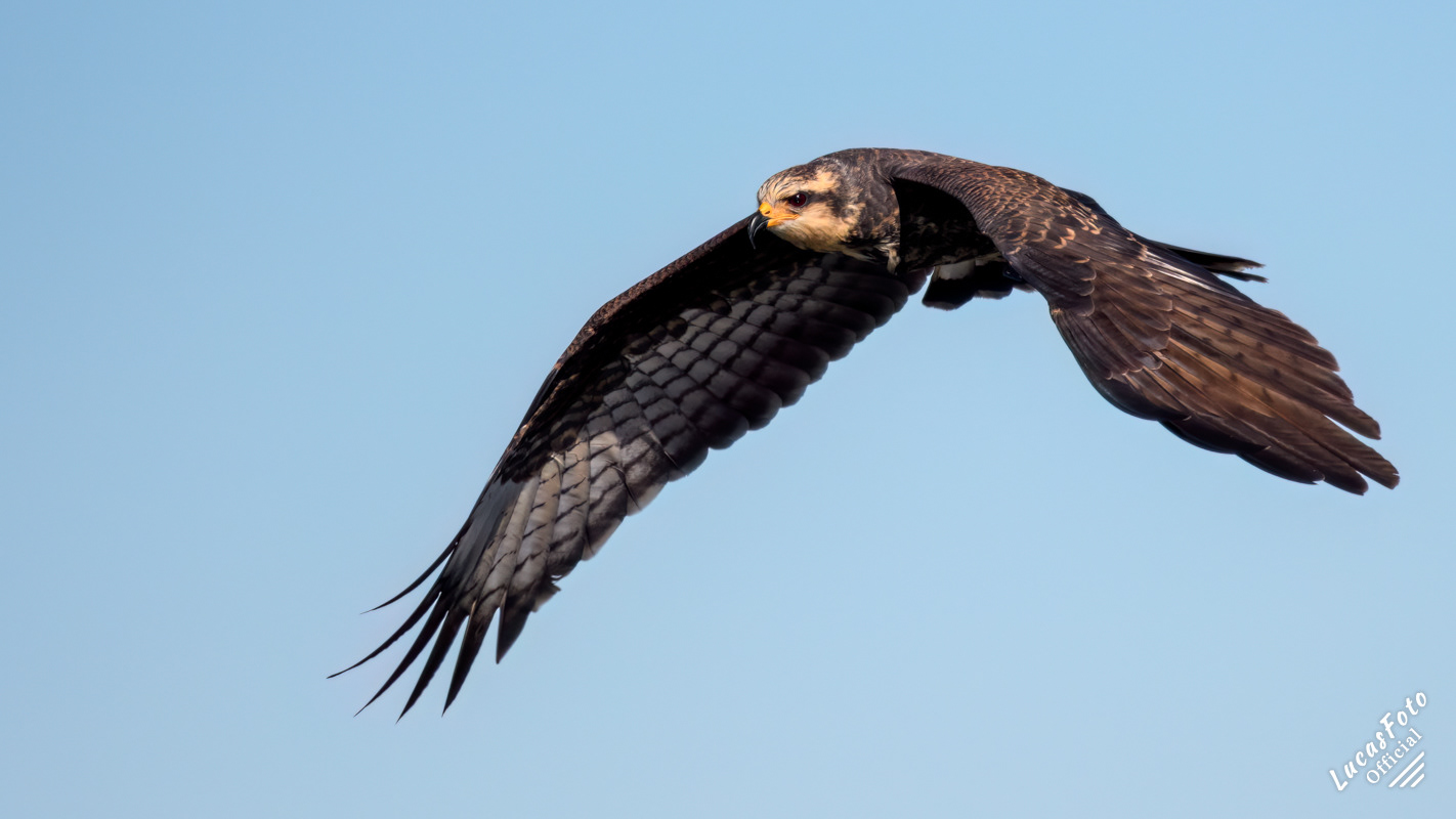 Snail Kite