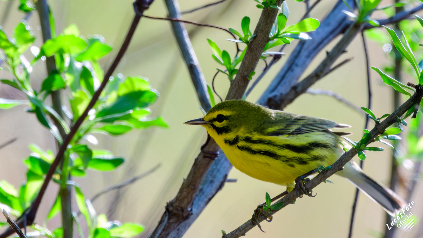 Prairie Warbler