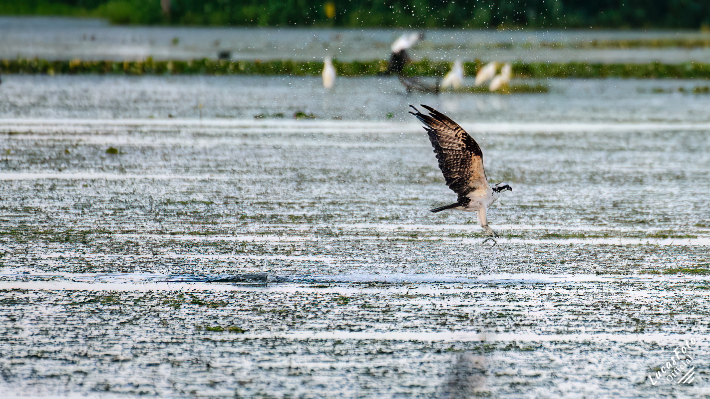 Osprey