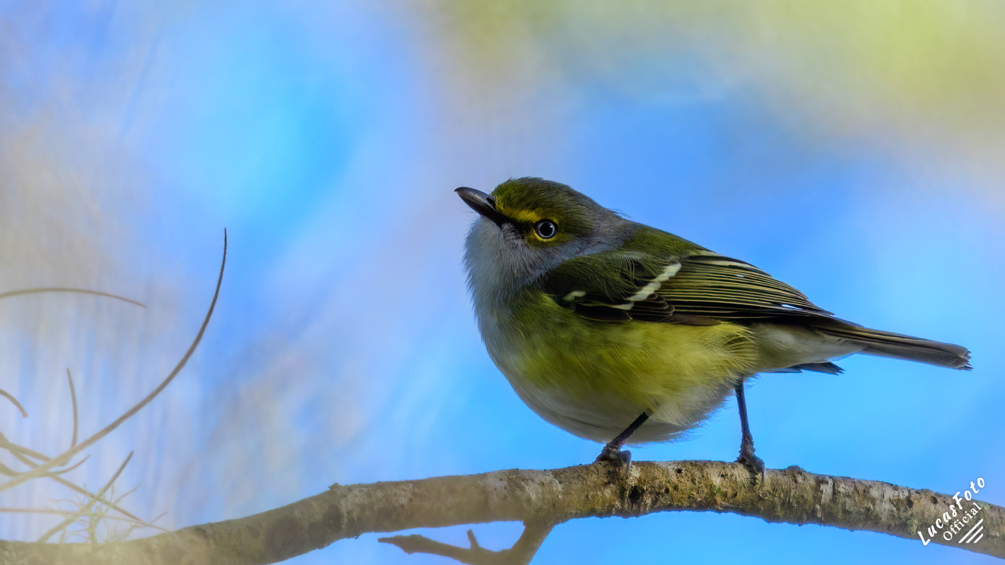 White-eyed Vireo