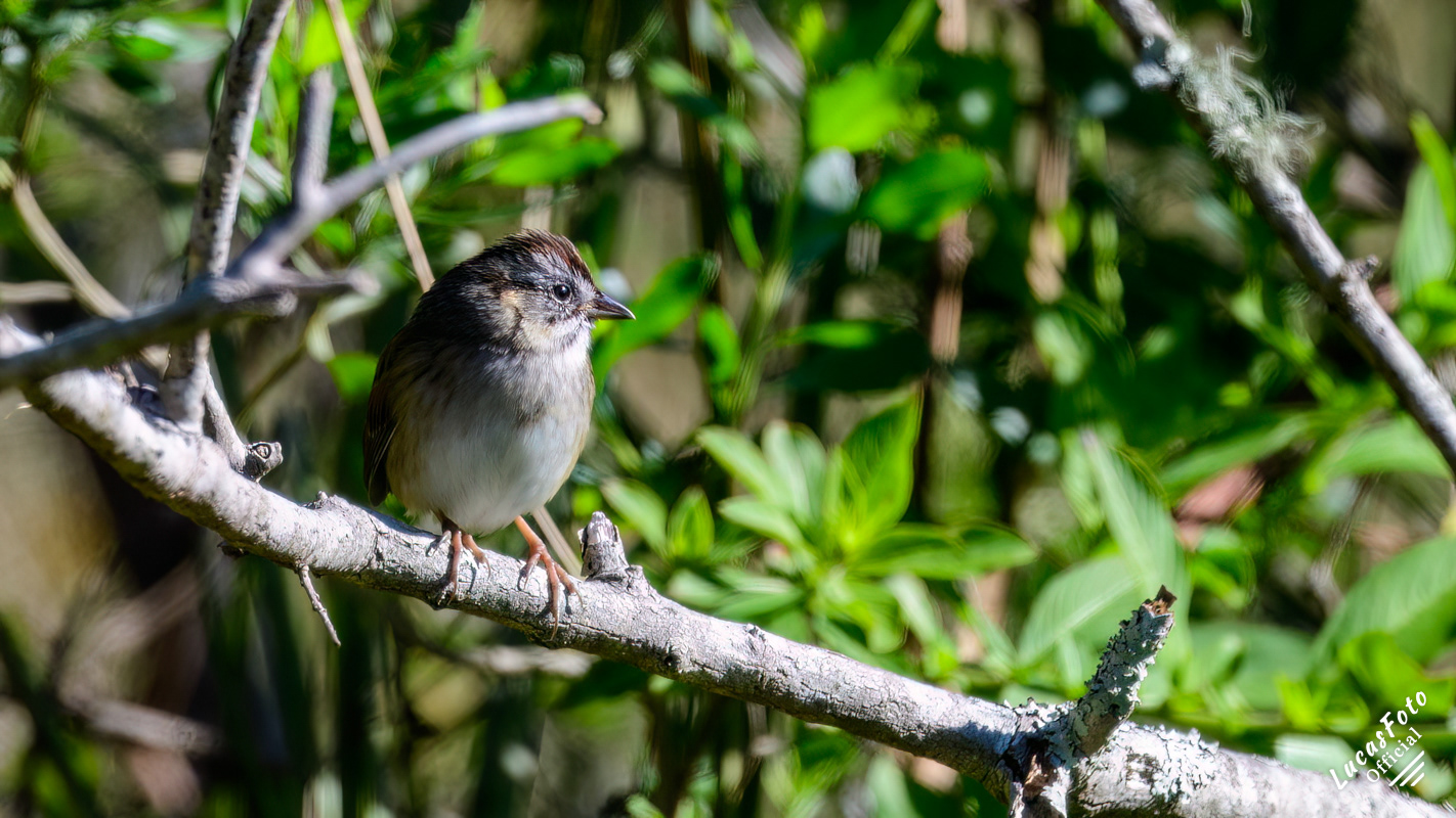Swamp Sparrow