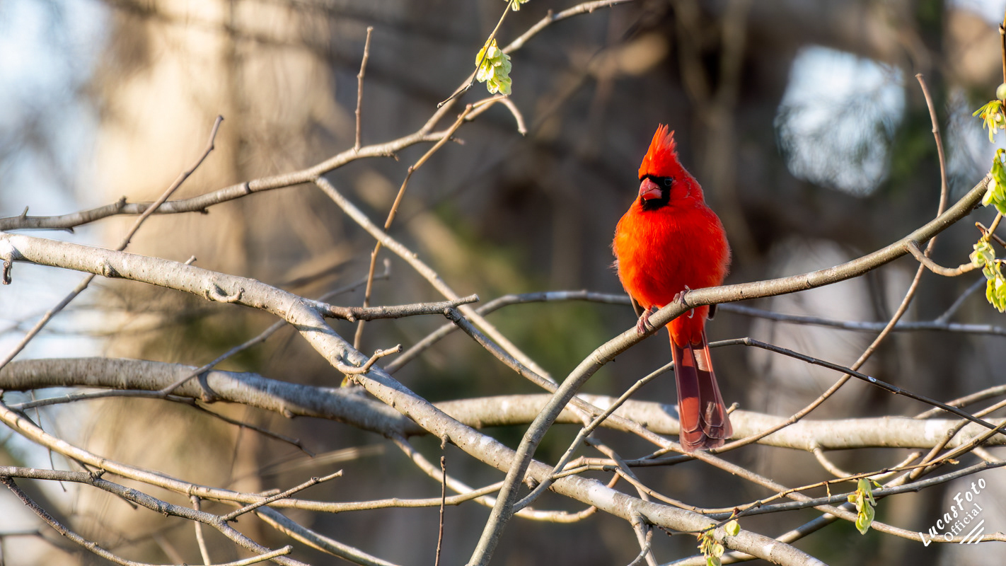 Northern Cardinal
