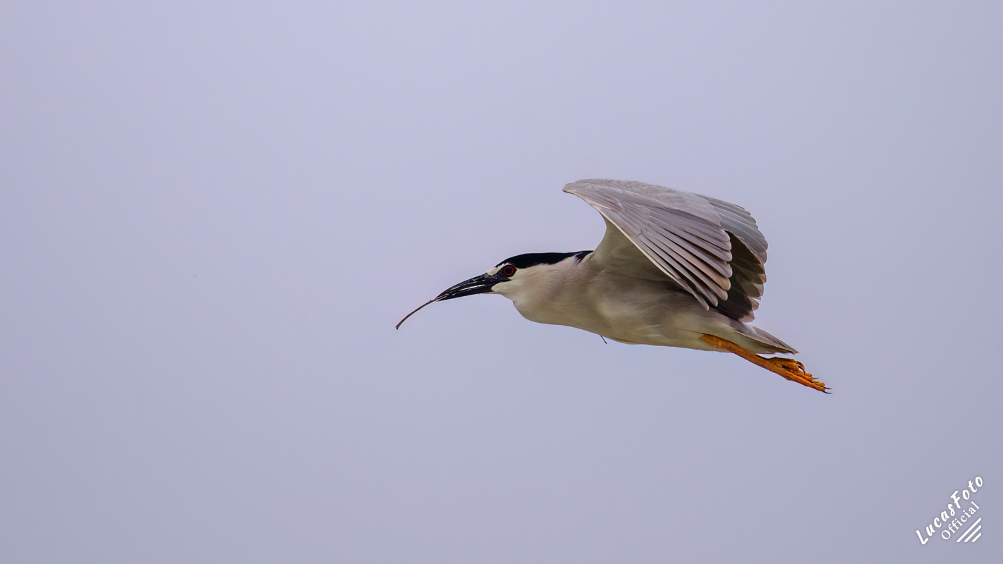 Black-crowned Night Heron