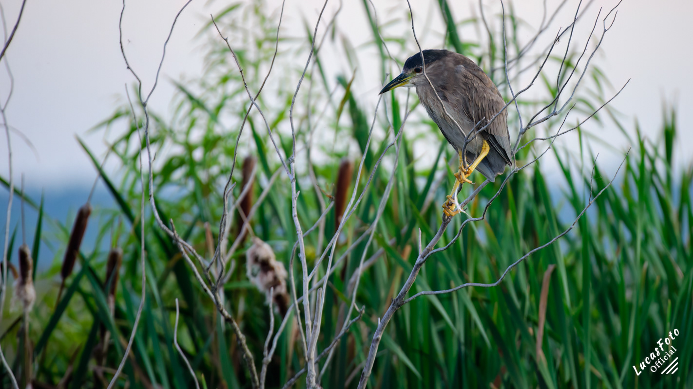 Black-crowned Night Heron