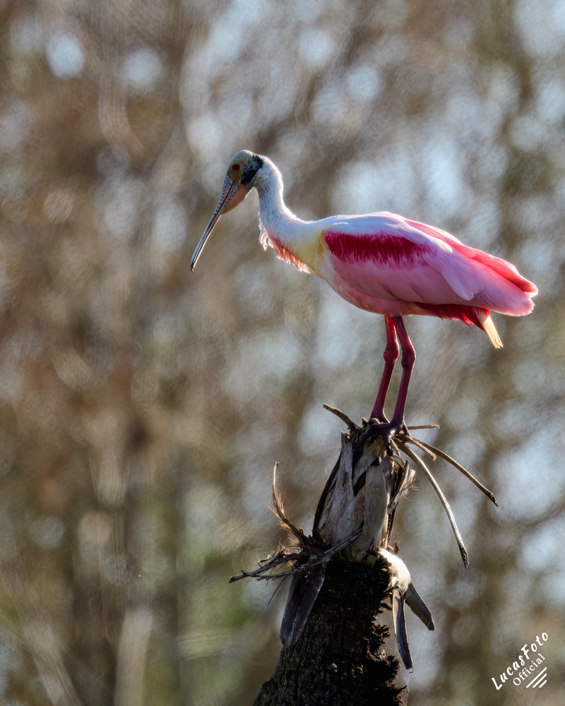 Roseate Spoonbill