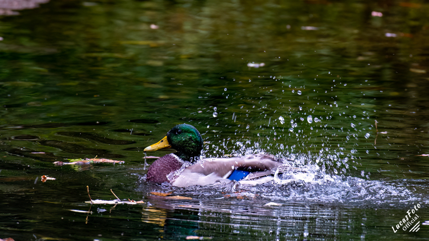 Mallard Duck