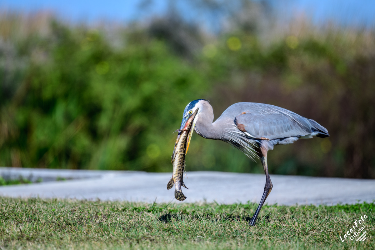 Great Blue Heron