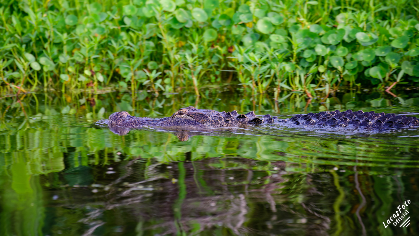 Alligator