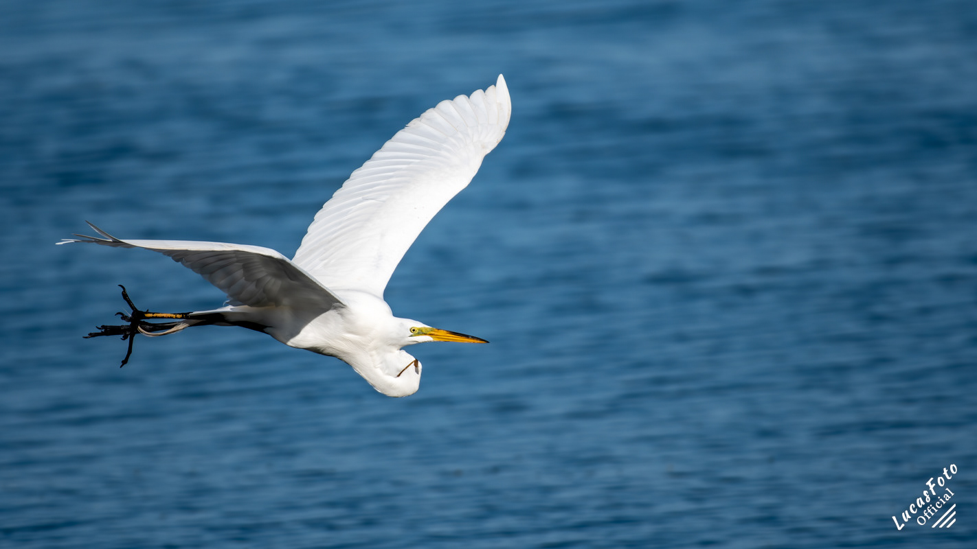 Great Egret