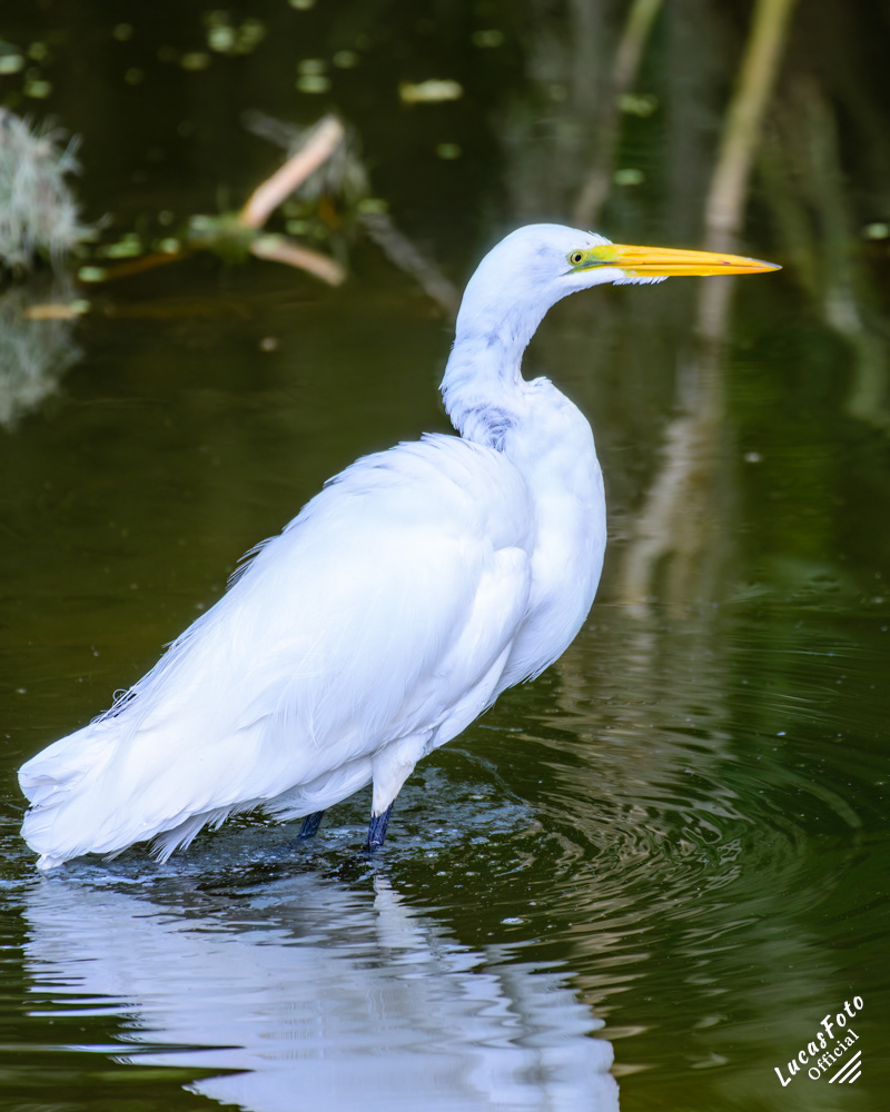 Great Egret