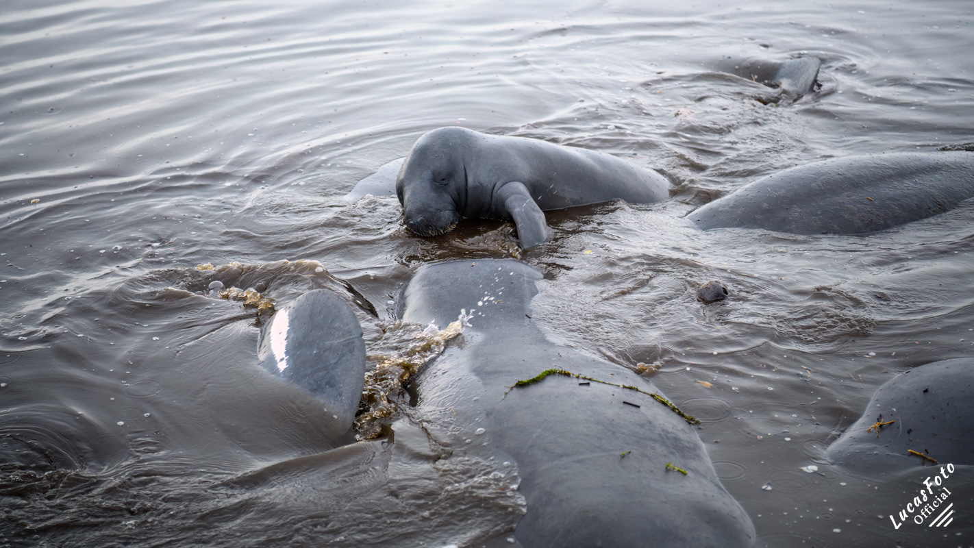 Manatee Mating Ball/Herd