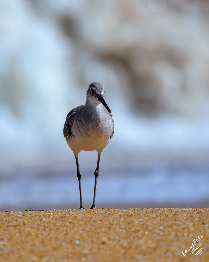 Willet