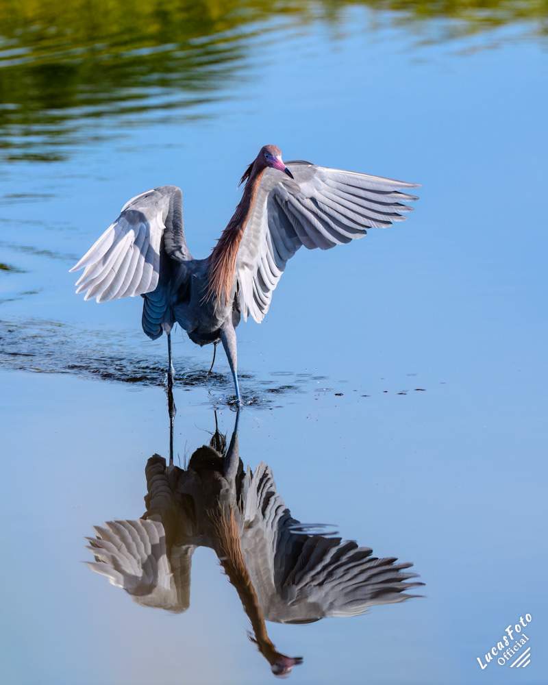 Reddish Egret