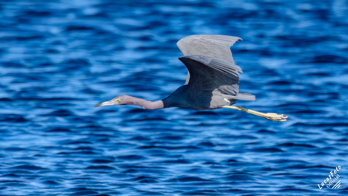 Little Blue Heron