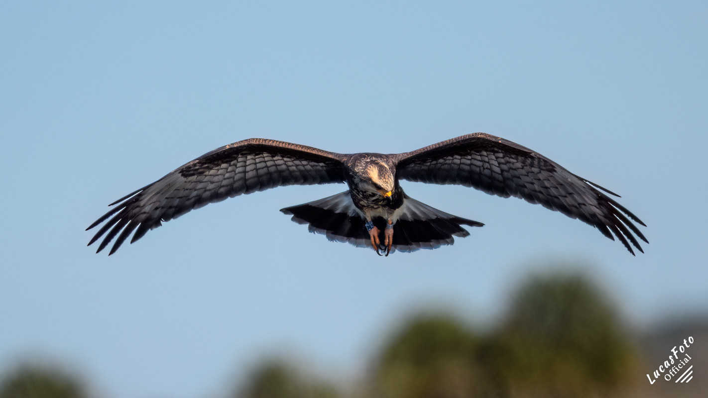 Snail Kite