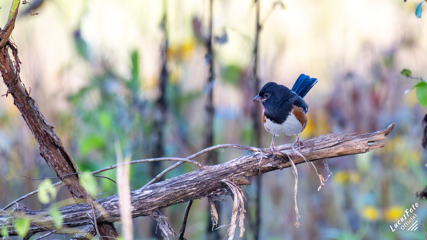 Eastern Towhee