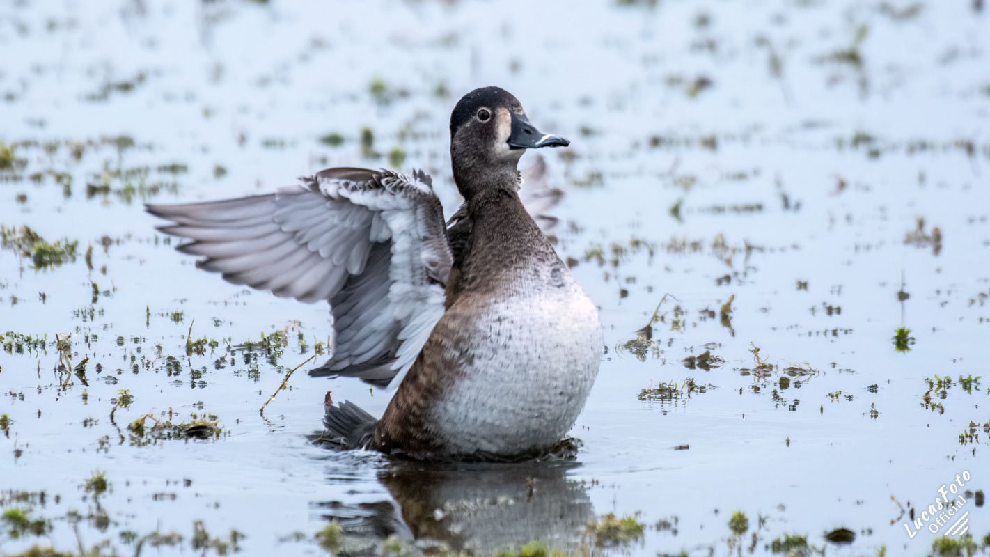 Ring-necked Duck