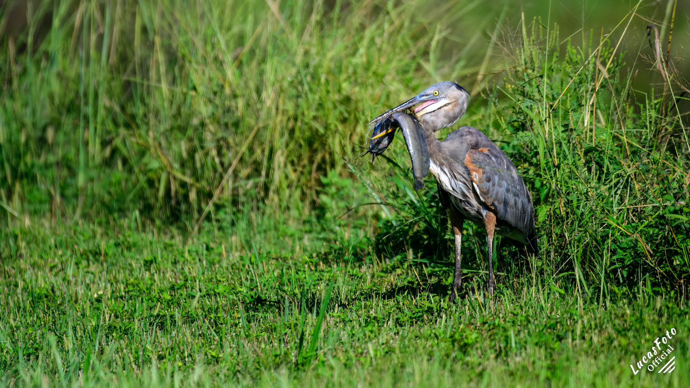 Great Blue Heron