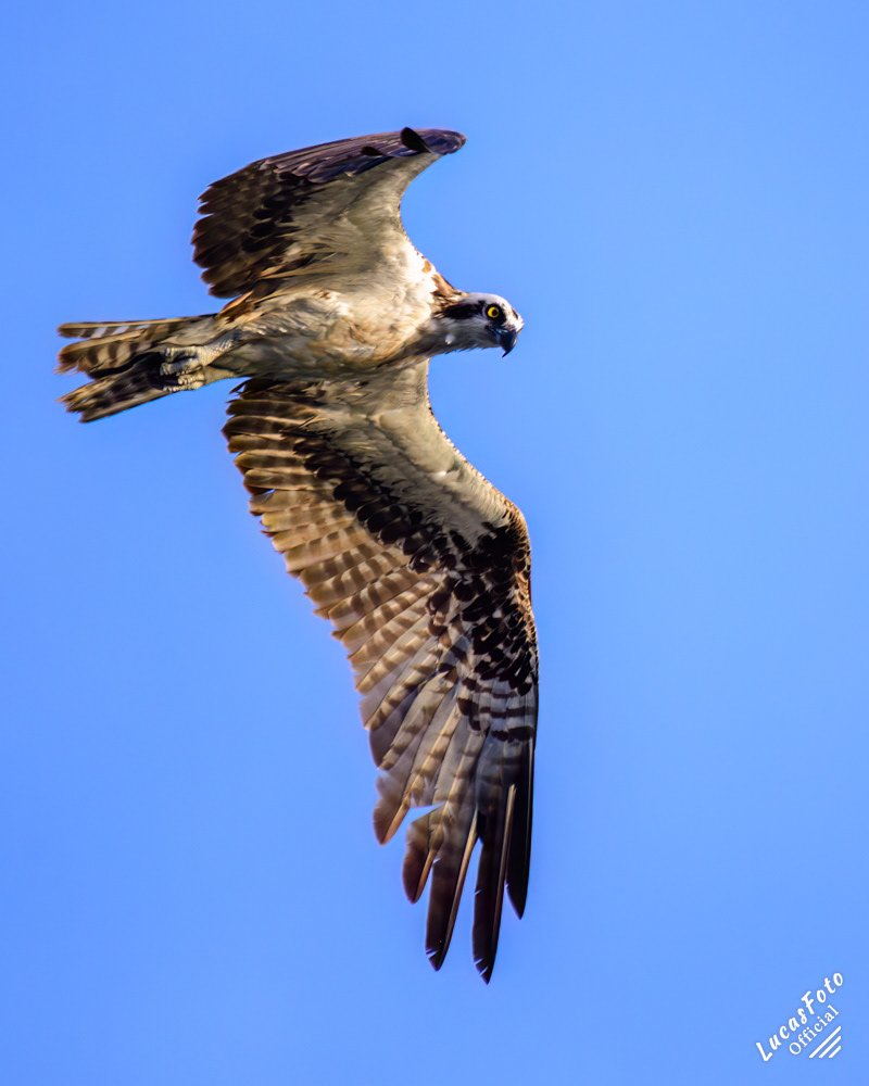 Osprey