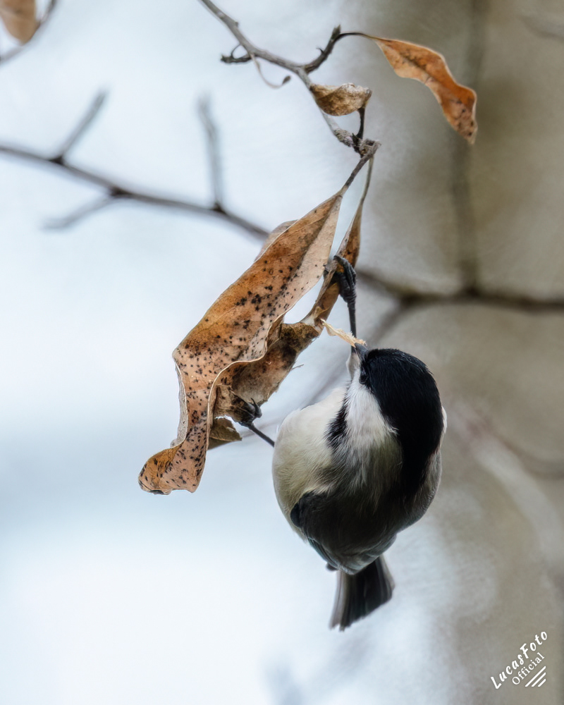 Carolina Chickadee