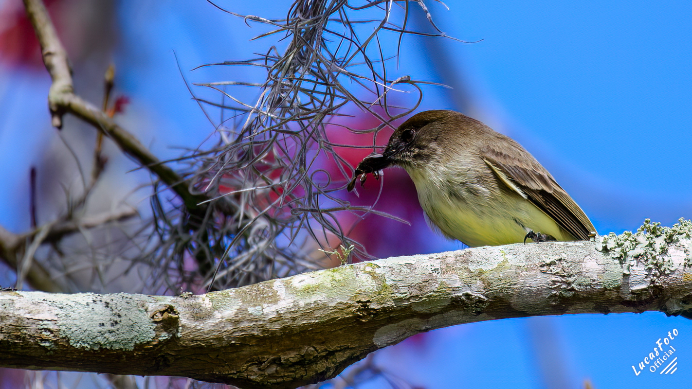 Eastern Phoebe