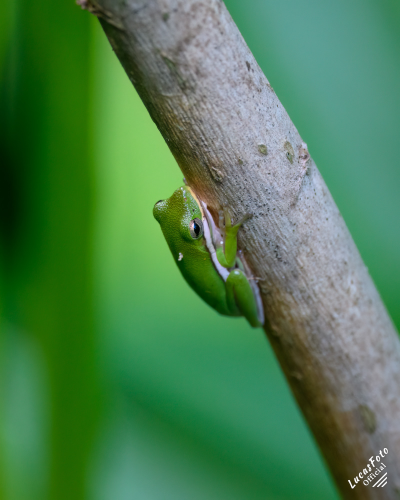 Green Treefrog