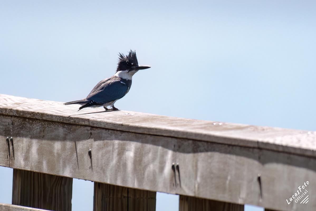 Belted Kingfisher