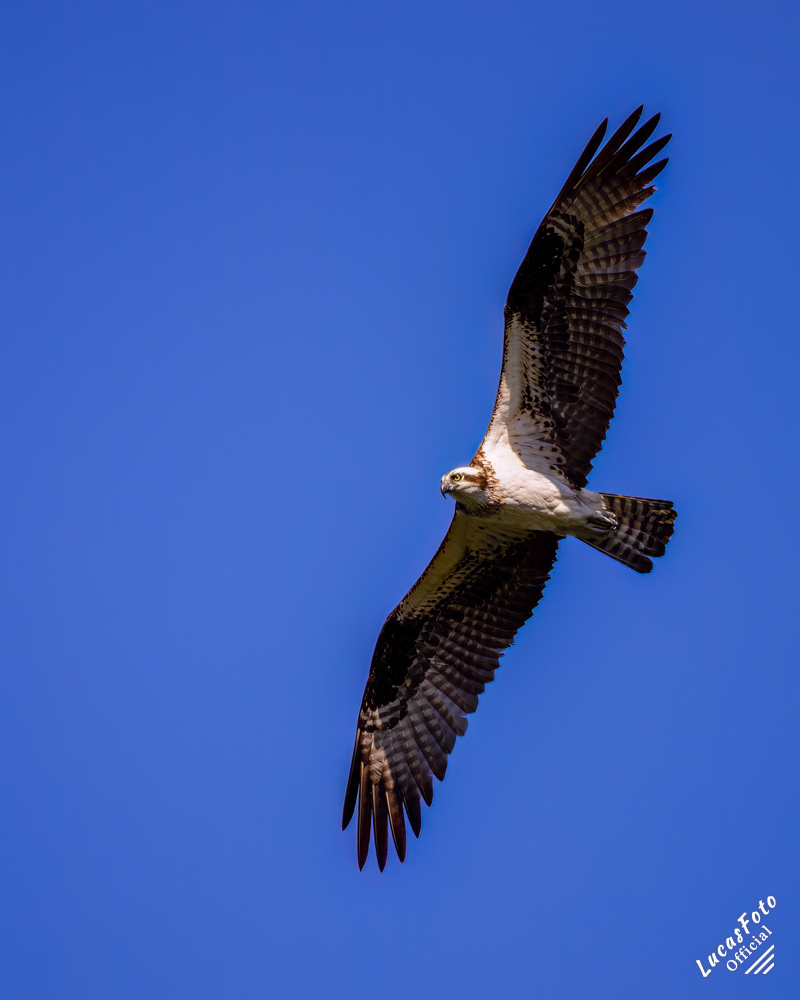 Osprey