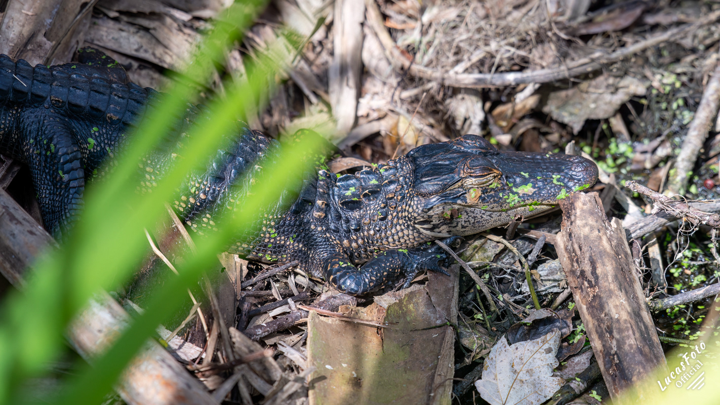 Alligator
