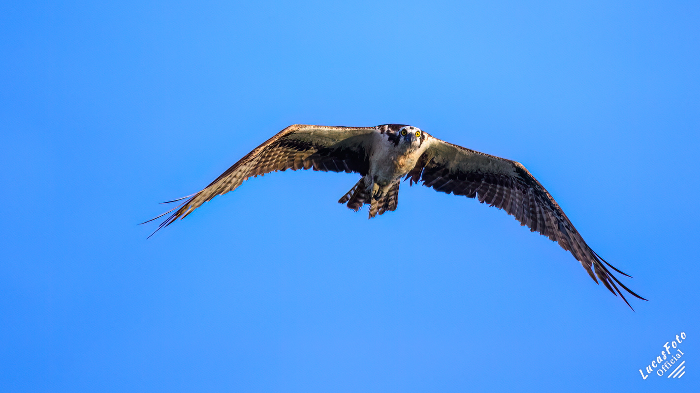 Osprey