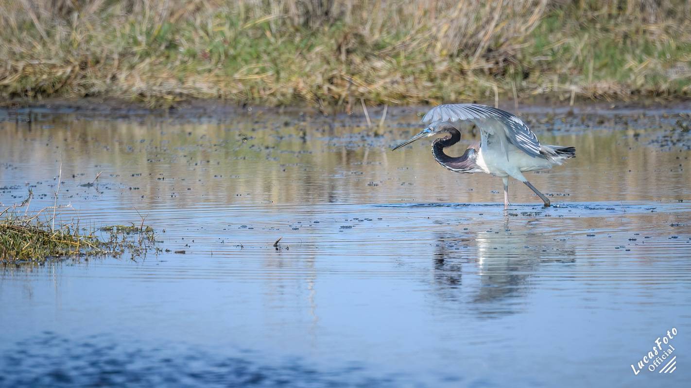 Tricolored Heron