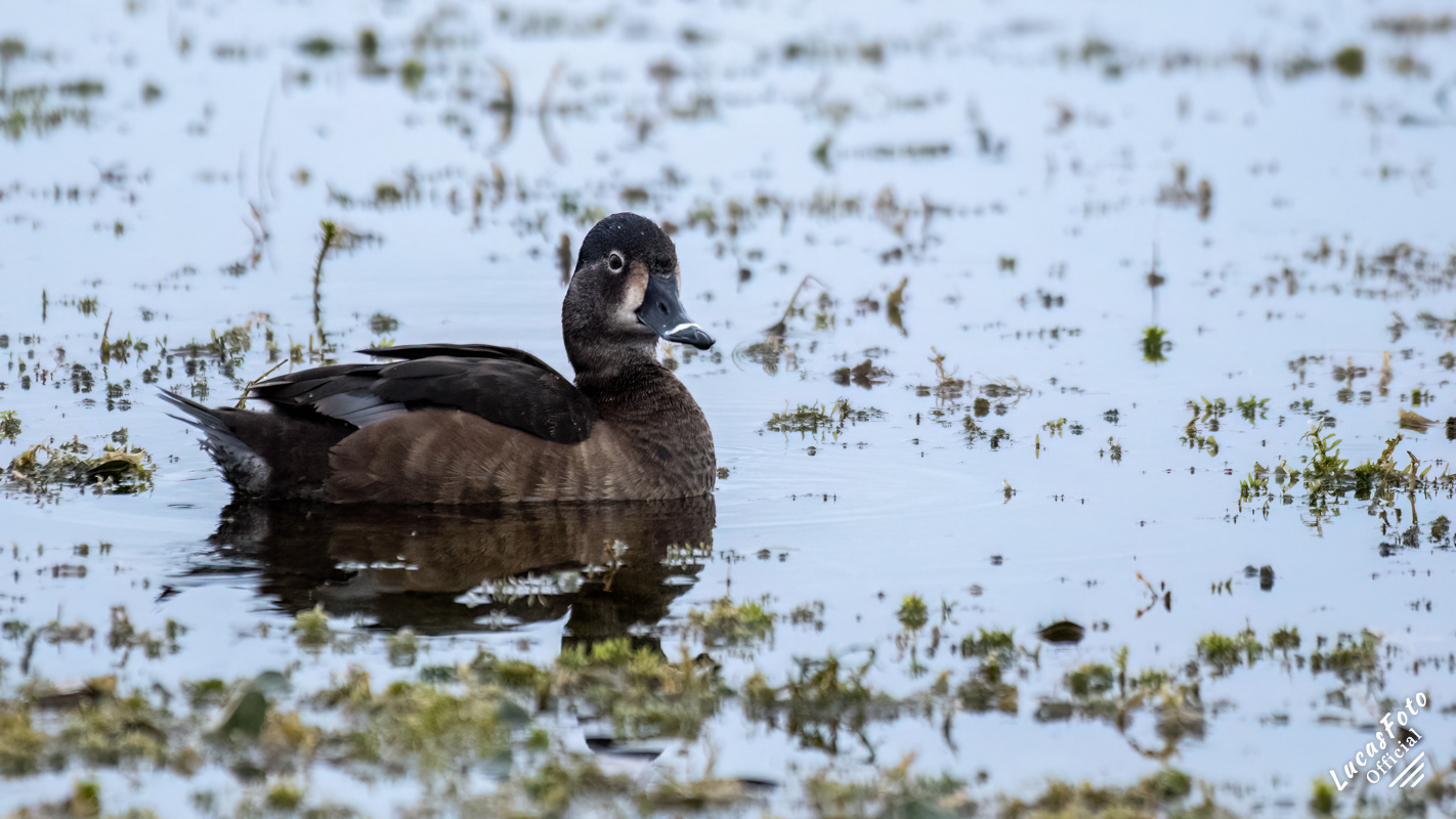 Ring-necked Duck