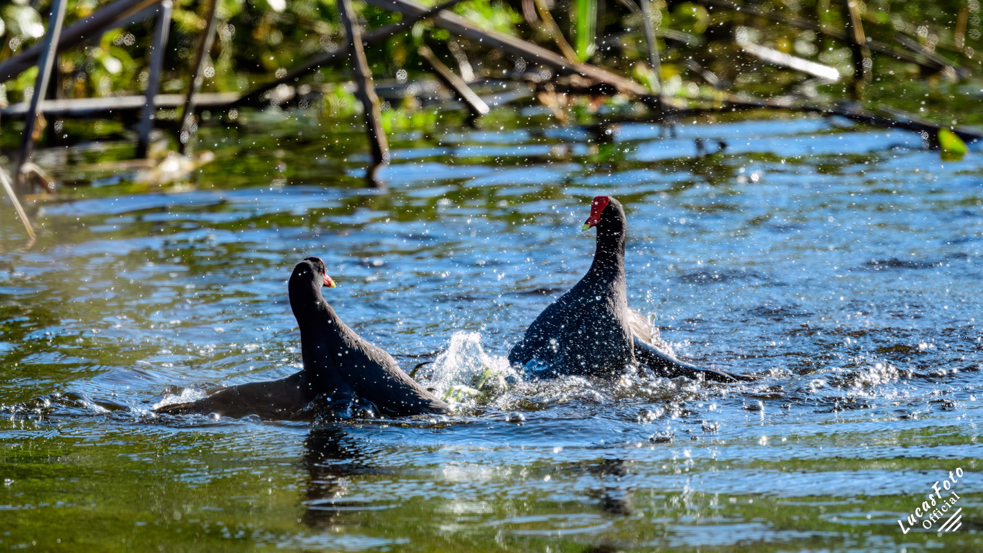 Common Gallinule