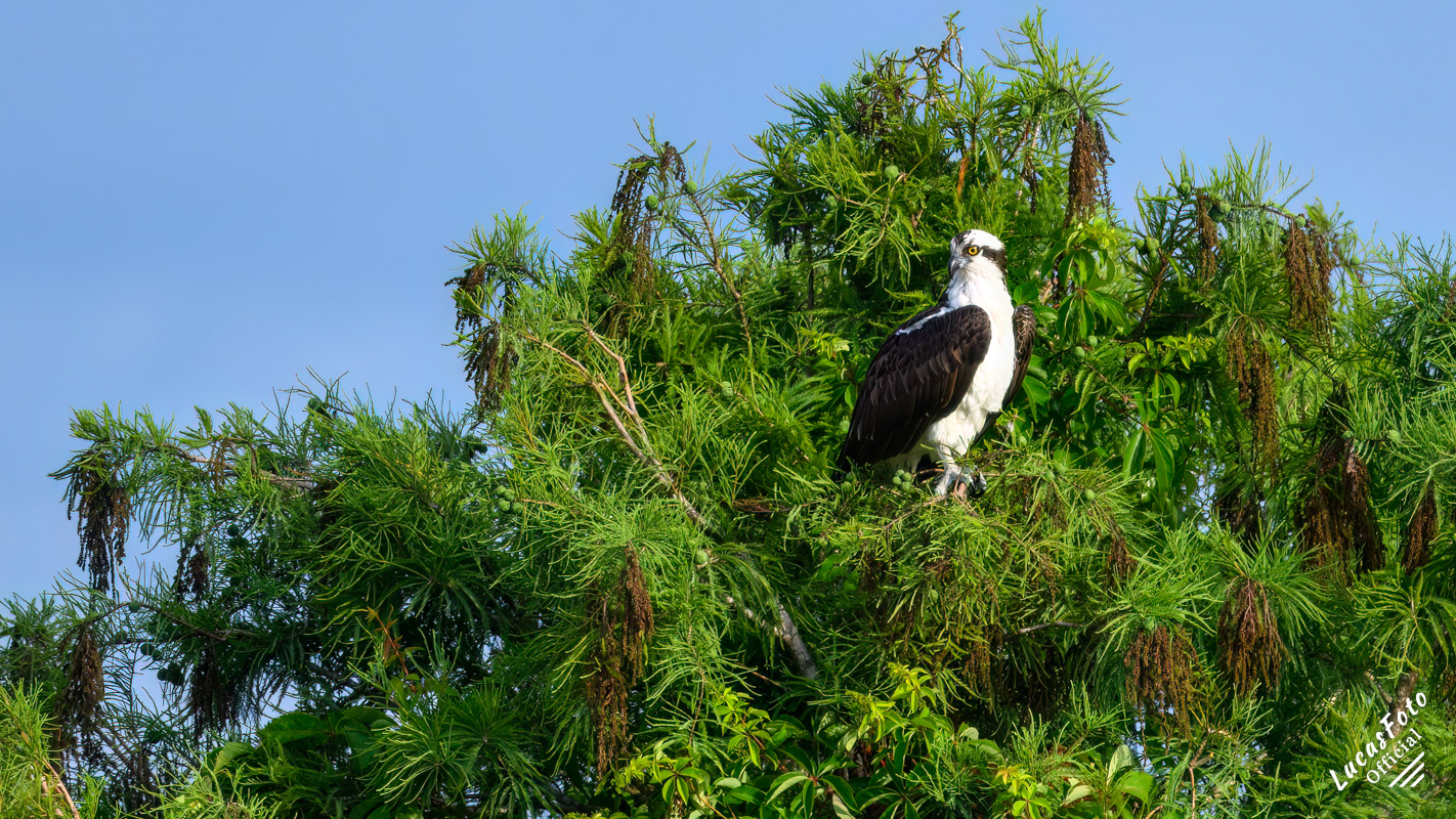 Osprey