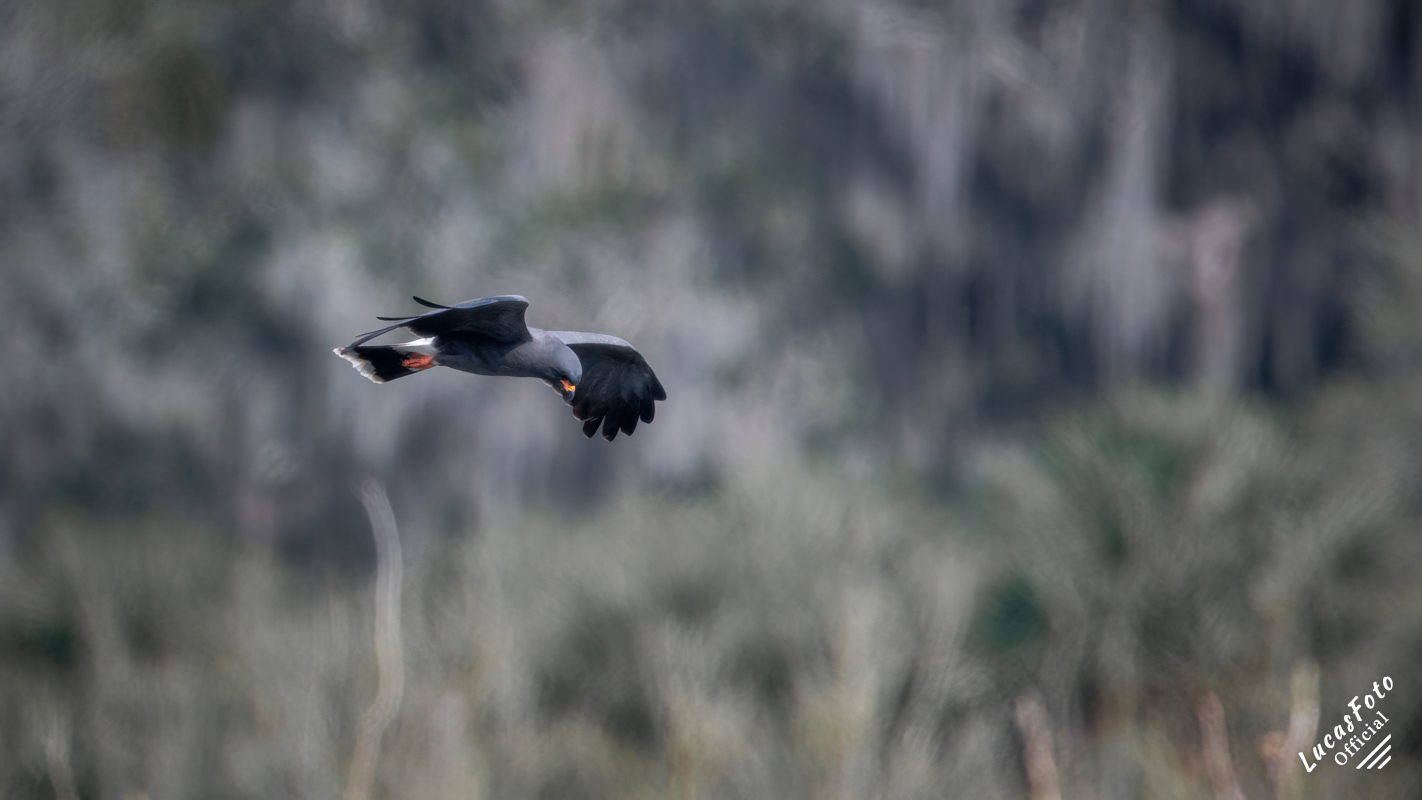 Snail Kite
