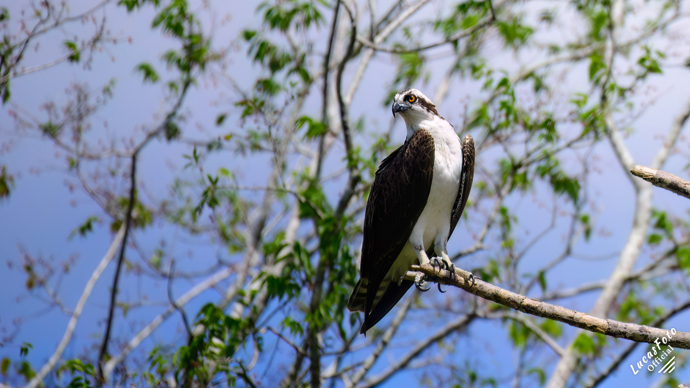 Osprey