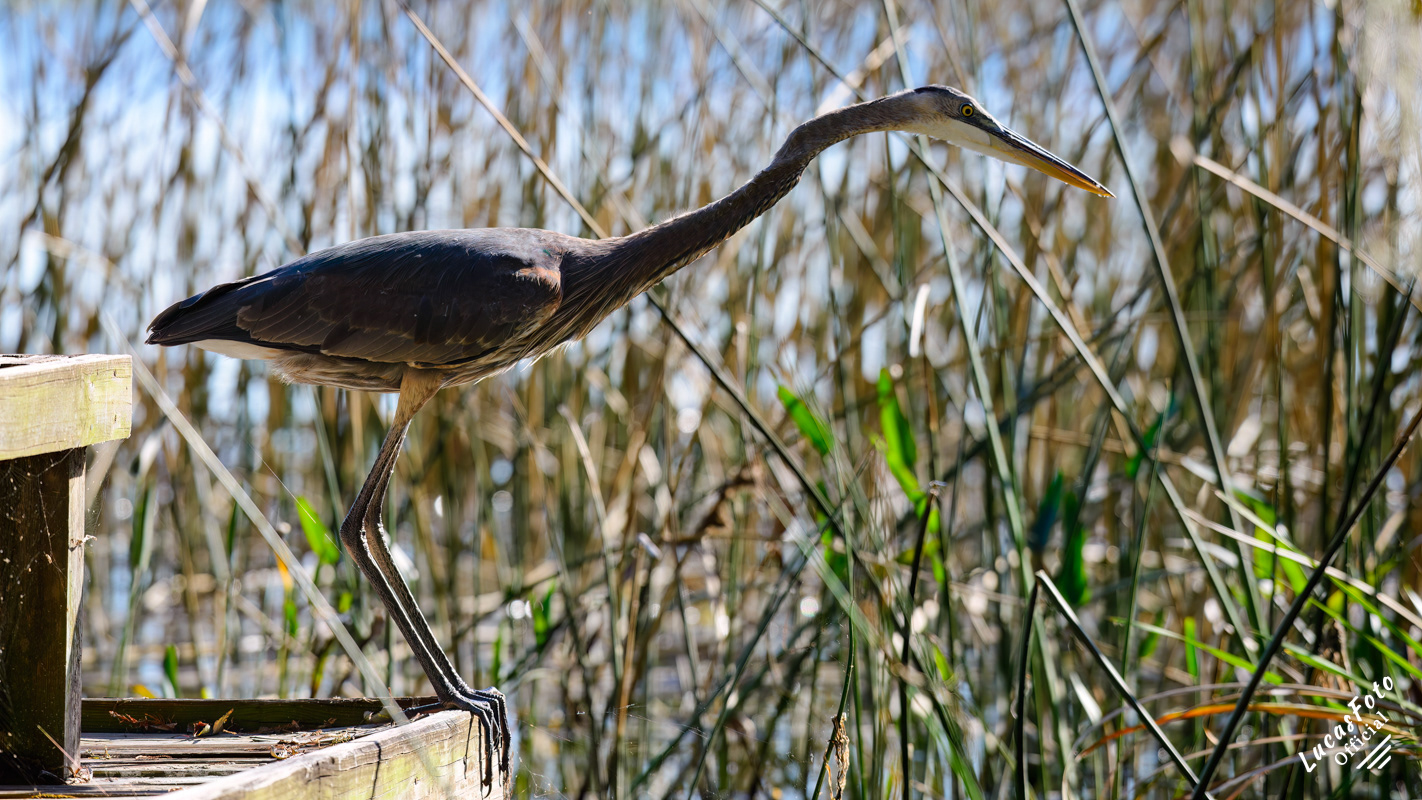 Great Blue Heron