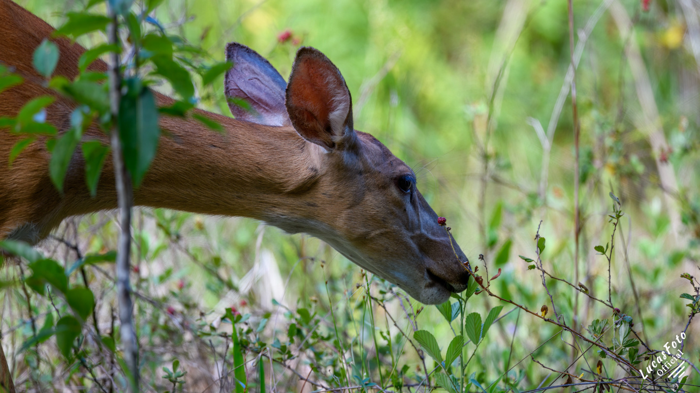 Whitetail