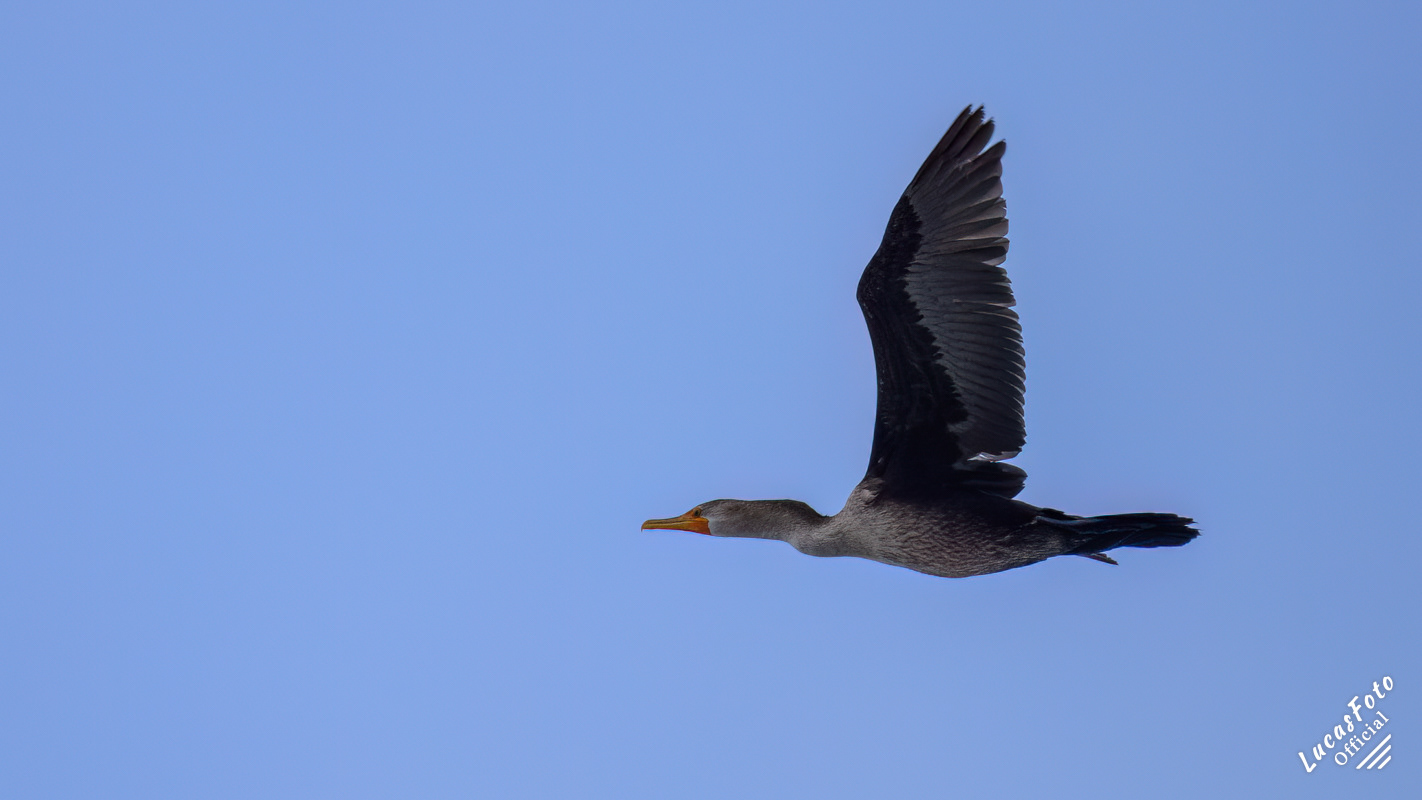 Double-crested Cormorant