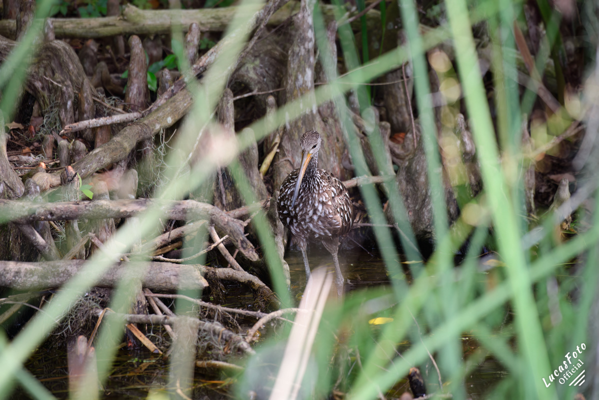 Limpkin