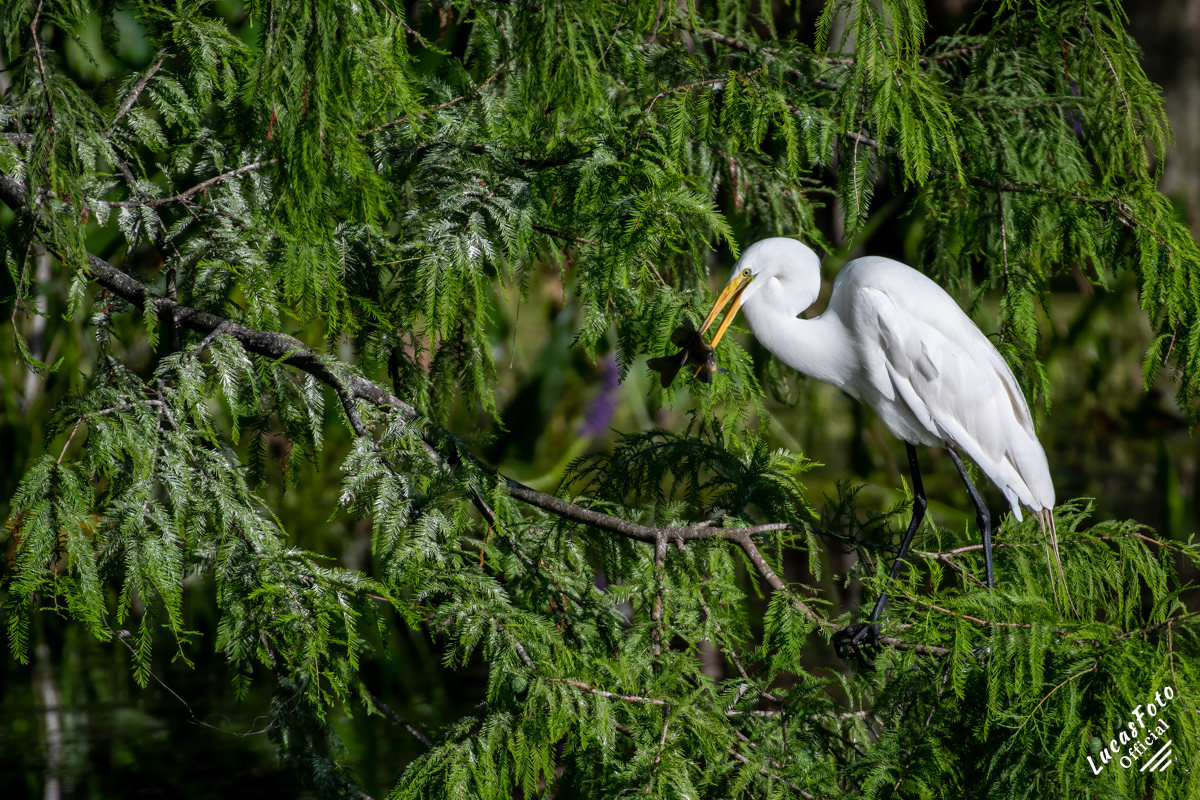 Great Egret