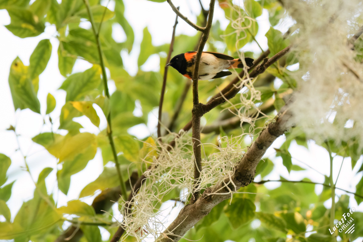 American Redstart