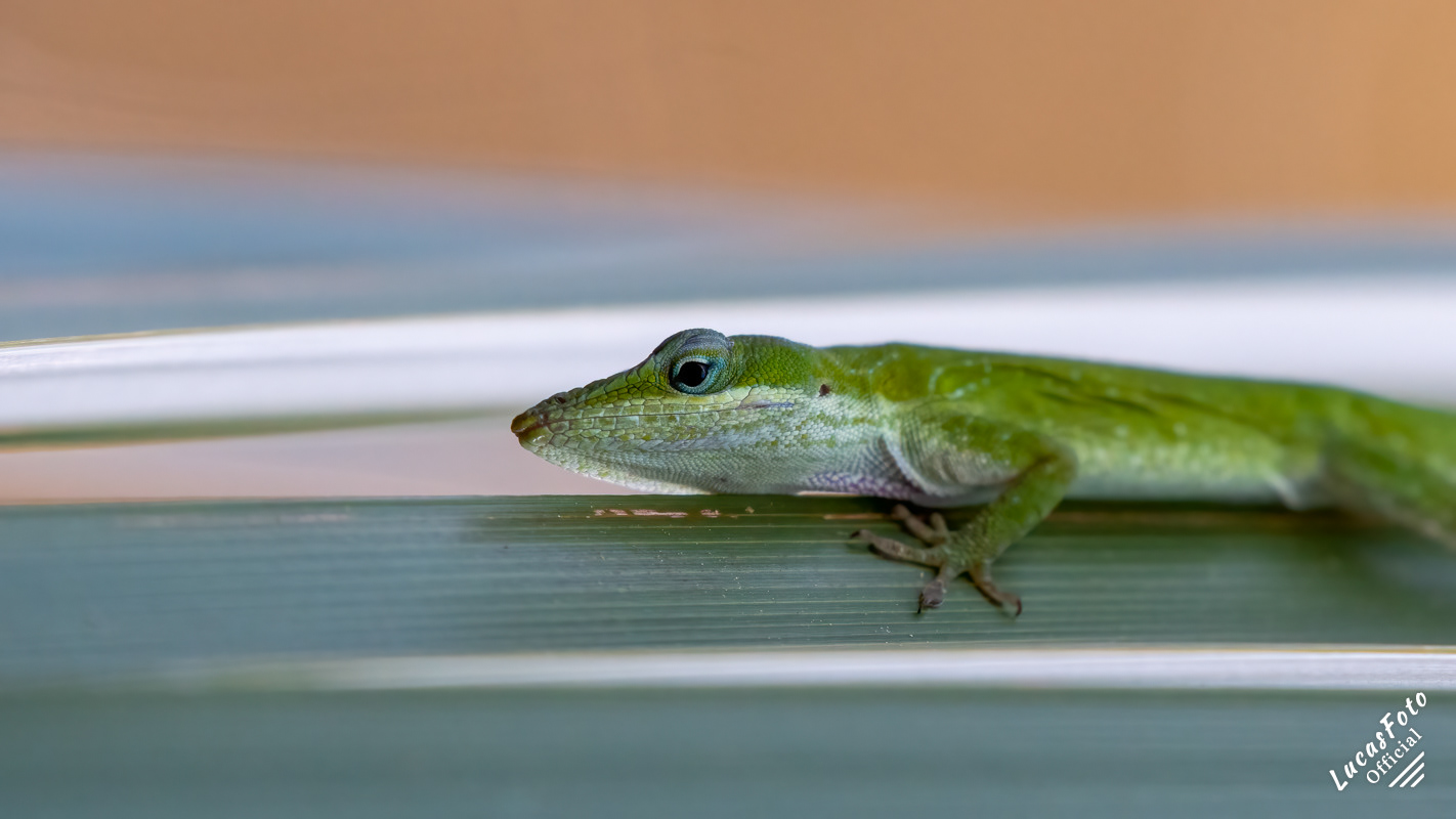 Green Anole