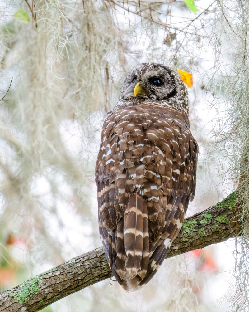 Barred Owl